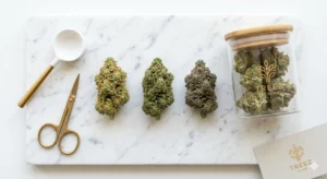 Drei verschiedene, perfekt getrimmte Hybrid-Cannabis-Blüten auf einer minimalistischen Marmorplatte, die die genetische Vielfalt repräsentieren.