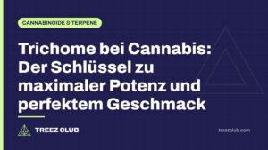 Titelbild: Trichome bei Cannabis: Der Schlüssel zu maximaler Potenz und perfektem Geschmack